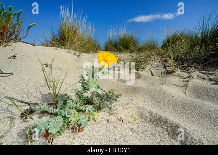 Le pavot cornu jaune, pavot cornu (Glaucium flavum), qui fleurit sur une dune, France, Corse, BelvÚdÞre-Campomoro, Portigliolo Banque D'Images