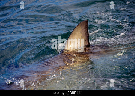 Grand requin blanc (Carcharodon carcharias, Carcharodon rondeletii), l'aileron de requin à la surface de l'eau, l'Afrique du Sud, Western Cape, Seal Island Banque D'Images