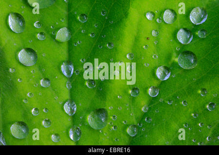 Lady's-mantle (Alchemilla spec.), gouttes d'eau sur une feuille, Suisse Banque D'Images