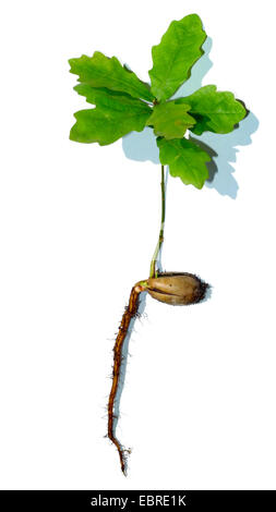 Le chêne commun, le chêne pédonculé, chêne pédonculé (Quercus robur), racine d'une plantule à acorn et premières feuilles Banque D'Images