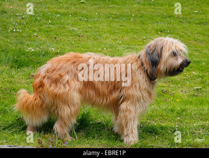 Berger Catalan (Canis lupus f. familiaris), trois ans, Allemagne Banque D'Images