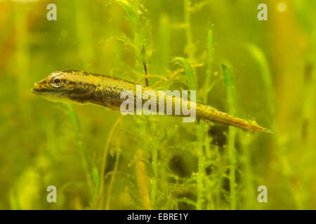 Le brochet, le grand brochet (Esox lucius), une larve, Allemagne Banque D'Images