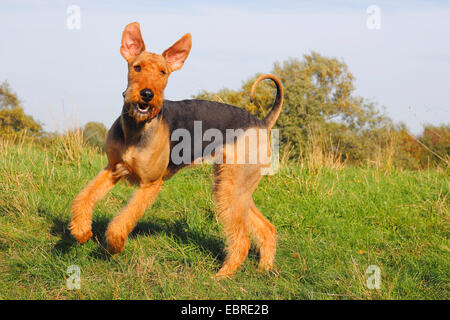 Airedale Terrier (Canis lupus f. familiaris), deux ans à courir dans un pré, Allemagne Banque D'Images