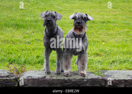 Schnauzer nain (Canis lupus f. familiaris), deux femelles se tenir sur un mur à côté de l'autre, de l'Allemagne Banque D'Images