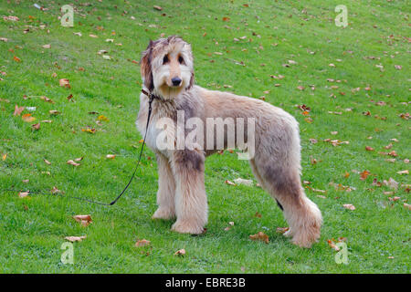 L'Afghanistan, chien lévrier afghan (Canis lupus f. familiaris), à l'âge de six mois, lévrier afghan se trouve dans un pré Banque D'Images