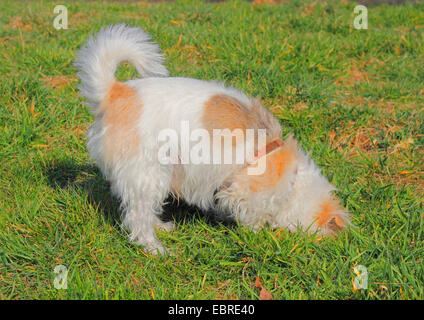 Dog (Canis lupus f. familiaris), neuf ans, Malteser Jack Russell Terriers de race mélangée, dans un pré Banque D'Images