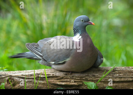 Pigeon ramier (Columba palumbus), reposant sur un tronc d'arbre, Allemagne, Rhénanie du Nord-Westphalie Banque D'Images