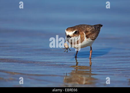 Pluvier de Wilson (Charadrius wilsonia), manger un petit crabe dans l'eau peu profonde, USA, Floride, fort de Soto Banque D'Images