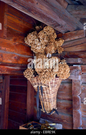 Avec des paniers de fleurs séchées dans une maison Walser, Italie, Piémont, Banque D'Images