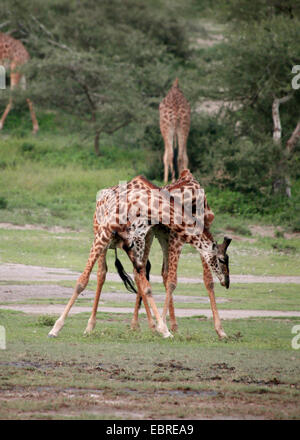 Les Masais Girafe (Giraffa camelopardalis tippelskirchi), la lutte contre les girafes, Tanzanie, Serengeti National Park Banque D'Images