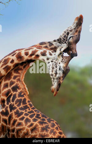 Les Masais Girafe (Giraffa camelopardalis tippelskirchi), la lutte contre les girafes, Tanzanie, Serengeti National Park Banque D'Images