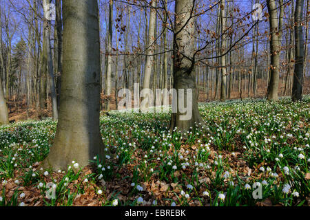 Printemps Leucojum vernum (flocon), qui fleurit sur la masse forestière, Allemagne Banque D'Images