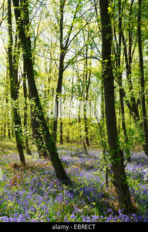Bluebell atlantique (Hyacinthoides non-scripta, Endymion non-scriptus, Scilla non-scripta), qui fleurit dans un bois de printemps, l'Allemagne, Rhénanie du Nord-Westphalie Banque D'Images