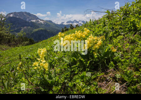 Vrai oxlip (Primula elatior), la floraison à mountainside avec les Alpes en arrière-plan, l'Allemagne, la Bavière, Jenner Banque D'Images