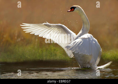 Mute swan (Cygnus olor), les ailes battantes, Allemagne Banque D'Images