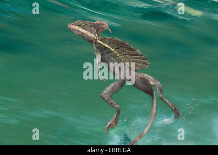 Brown, basilisk Basilisk à rayures jaune à rayures, de basilic, Jésus Christ (Lézard Basiliscus vittatus), la course sur l'eau Banque D'Images