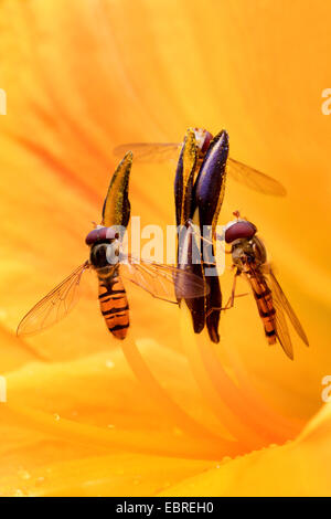 Episyrphus balteatus hoverfly (marmelade), deux hoverflies dans un lis fleur, Allemagne Banque D'Images