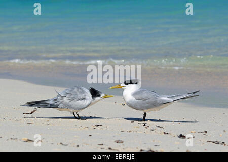 Une plus grande sterne huppée (Thalasseus bergii, Sterna bergii), oiseau juvénile est la mendicité pour un adulte oiseau , Seychelles, l'Île aux Oiseaux Banque D'Images