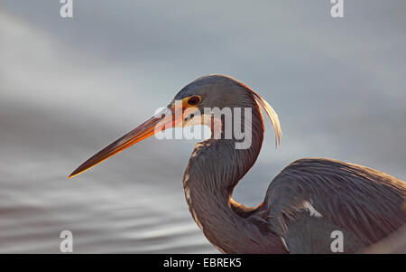 Louisiane le héron, aigrette tricolore (Egretta tricolor), portrait en contre-jour, USA, Floride, l'île de Sanibel Banque D'Images