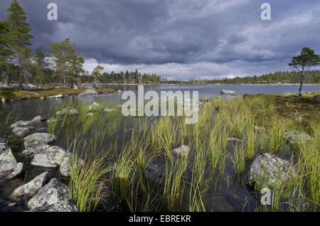 Bord de lac Rogen, la Suède, l'Haerjedalen, Rogen Naturreservat Banque D'Images