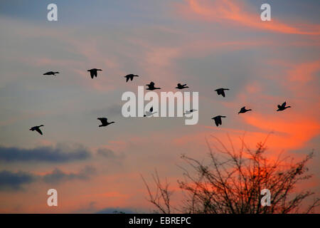 Oie cendrée (Anser anser), vol en formation au coucher du soleil, Allemagne Banque D'Images