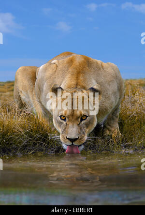 Lion (Panthera leo), boire de la lionne, la Tanzanie, le Parc National du Serengeti Banque D'Images