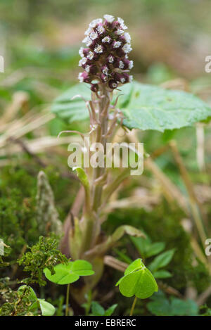 Butterburr (Petasites hybridus), blooming, Allemagne, Bavière, Oberbayern, Haute-Bavière Banque D'Images