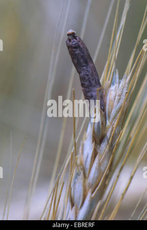 Le sang, l'ergot (Claviceps purpurea) racine, ergot sur l'orge, Allemagne Banque D'Images