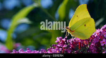 De souffre (Gonepteryx rhamni), assis sur Buddleja, Allemagne Banque D'Images