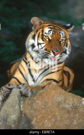 Tigre (Panthera tigris), reposant sur un rocher Banque D'Images