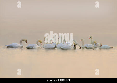 Mute swan (Cygnus olor), groupe sur un lac dans la lumière du soir, Allemagne Banque D'Images