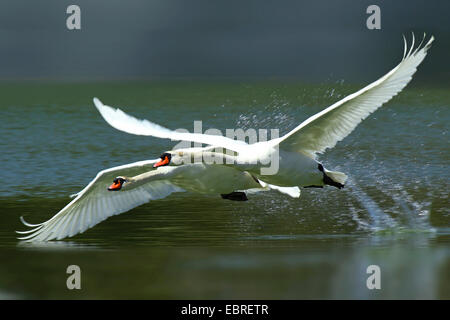 Mute swan (Cygnus olor), twin démarrer à partir de l'eau, de l'Allemagne Banque D'Images