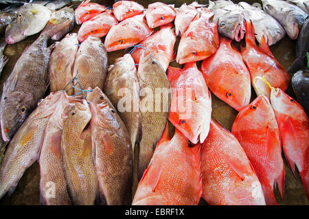 Poissons frais sur le marché de poisson Sir Selwyn Selwyn Clarke, Seychelles, Mahe Banque D'Images