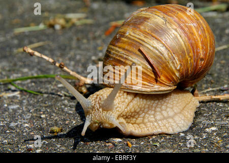 Escargot romain, les escargots, les escargots escargot, escargots, escargot, escargot apple vigne, vigne, vigne escargot snail (Helix pomatia), rampent sur le sol, l'ALLEMAGNE, Basse-Saxe Banque D'Images