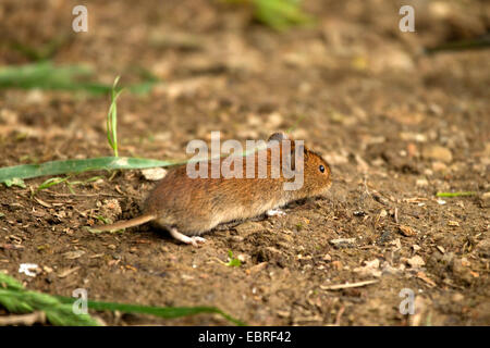 Campagnol roussâtre (Clethrionomys glareolus, Myodes glareolus), sur l'alimentation, de l'Allemagne Banque D'Images