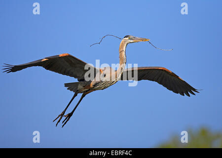 Grand héron (Ardea herodias), battant avec matériel de nidification dans le projet de loi, aux Etats-Unis, en Floride, en Venise Banque D'Images