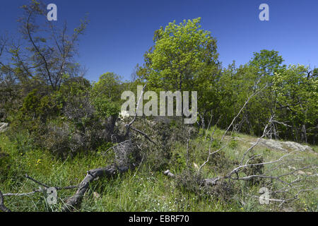 Arkutino réserve à la Nature Reserve Alepu, Bulgarie, Sofia, Biosphaerenreservat Ropotamo Banque D'Images