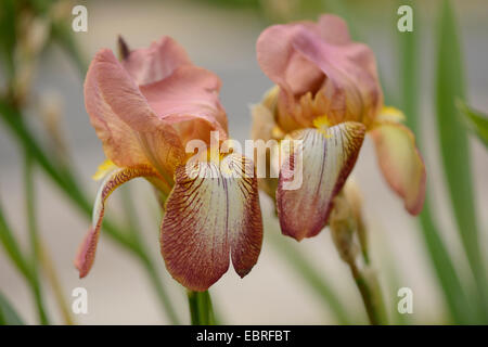 Iris (Iris barbata "Mary Todd', Iris barbata Mary Todd), fleur d'cultiavr Mary Todd Banque D'Images