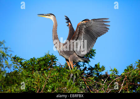 Grand héron (Ardea herodias), d'oiseaux immatures debout sur le nid et les ailes battantes, USA, Floride, en Venise Banque D'Images