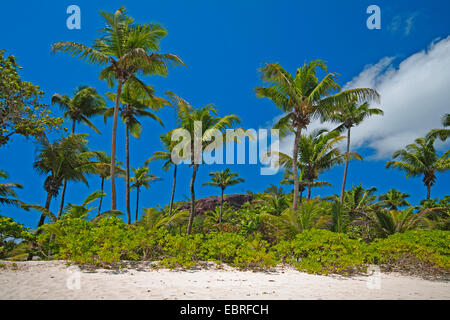 Palmiers sur la plage de Baie Lazare sur l'île principale des Seychelles, Seychelles, Mahe Banque D'Images