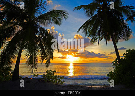 Silhouettes de palmiers sur la plage de l'anse, Seychelles, Mahe Banque D'Images