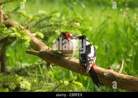 Great spotted woodpecker (Picoides major, Dendrocopos major), squaeker mendier de la nourriture, de l'Allemagne, Rhénanie du Nord-Westphalie Banque D'Images