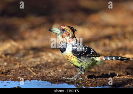 Levaillant (Trachyphonus vaillantii du barbet), à un endroit de l'eau, l'Afrique du Sud, Province du Nord Ouest, Barberspan Bird Sanctuary Banque D'Images