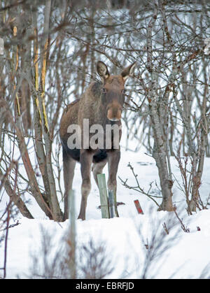 Le wapiti, l'orignal (Alces alces alces), moose calf en hiver, de la Norvège, Troms Banque D'Images