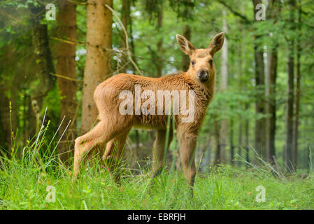 Le wapiti, l'orignal (Alces alces alces), moose calf dans une forêt, en Allemagne, en Bavière, Parc National de la Forêt bavaroise Banque D'Images