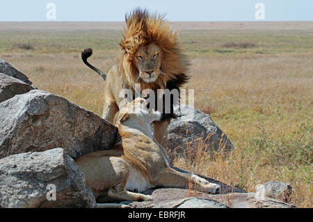 Lion (Panthera leo), couple lion sur les roches dans la savane, le Parc National du Serengeti, Tanzanie Banque D'Images