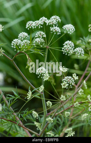 Cowbane, Victorin (Cicuta virosa), blooming, Allemagne Banque D'Images