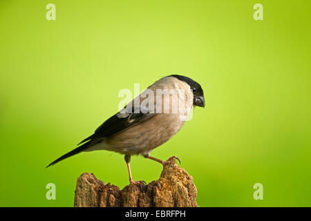 Colvert, Canard colvert, le nord du bouvreuil (Pyrrhula pyrrhula), femme on a wooden post, Allemagne, Rhénanie du Nord-Westphalie Banque D'Images