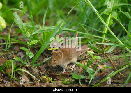 Campagnol roussâtre (Clethrionomys glareolus, Myodes glareolus), sur l'alimentation dans un pré, en Allemagne, en Rhénanie du Nord-Westphalie Banque D'Images