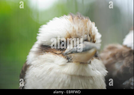 Laughing Kookaburra Dacelo novaeguineae (), portrait Banque D'Images